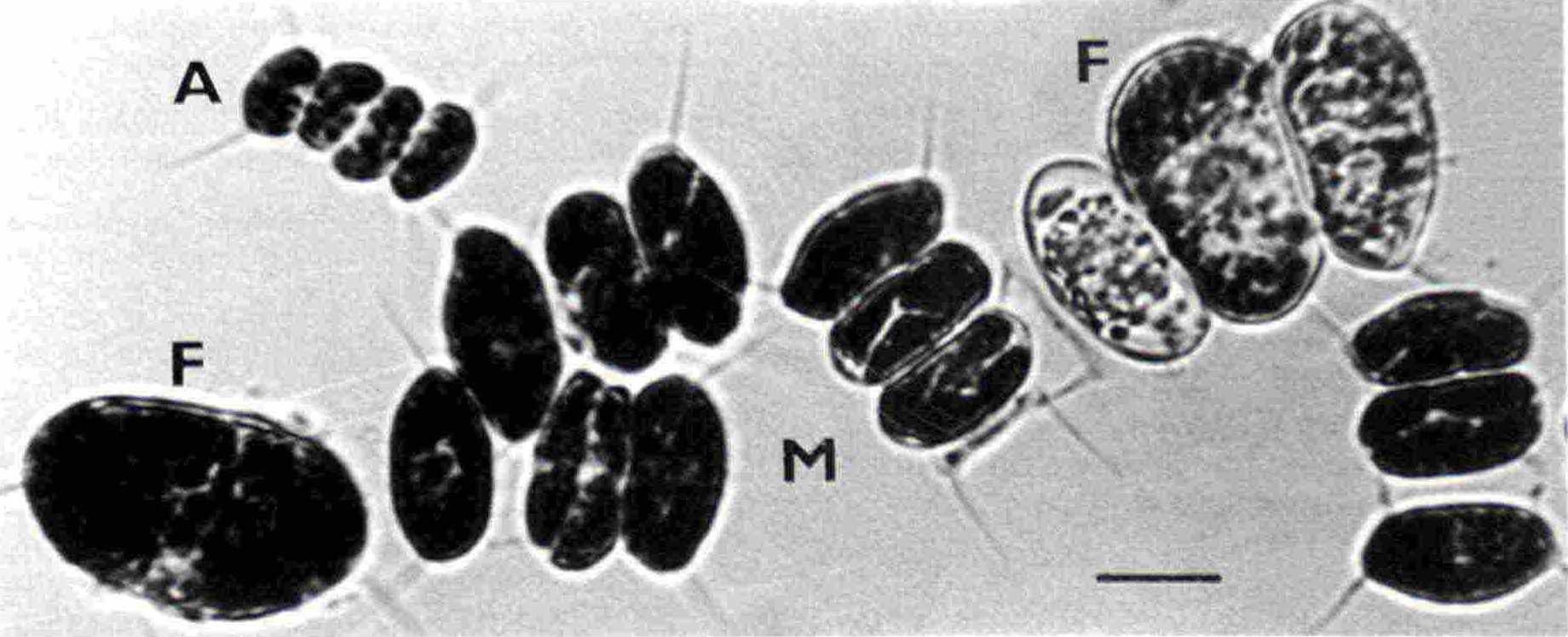 Desmodesmus quadricauda overproducing starch