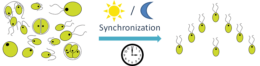 Schéma synchronizace řas