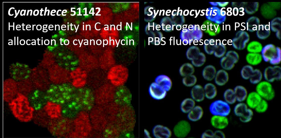 Examples of cell-to-cell heterogeneity. Left, Polerecky et al. 2021 Frontiers in Microbiology; right, Krynická et al., unpublished. Figure modified after Kana et al. 2024, Frontiers in Photobiology.