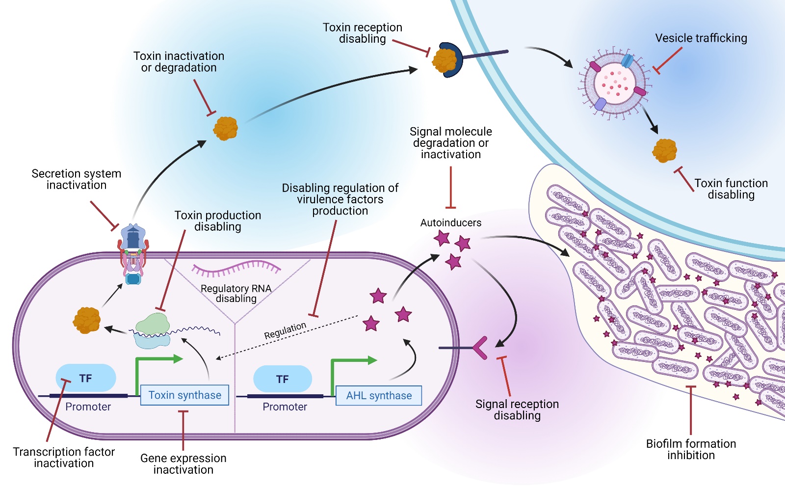 Fig. Strategy/targets identified for developing antivirulence drugs