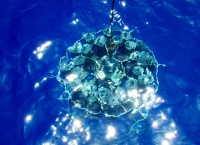 CTD in blue water. Hawaii. 2010