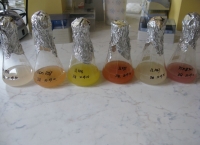 Colorful AAP cultures. October 2010