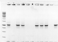Colony PCR (NEB) pCSssbOR Sasha
